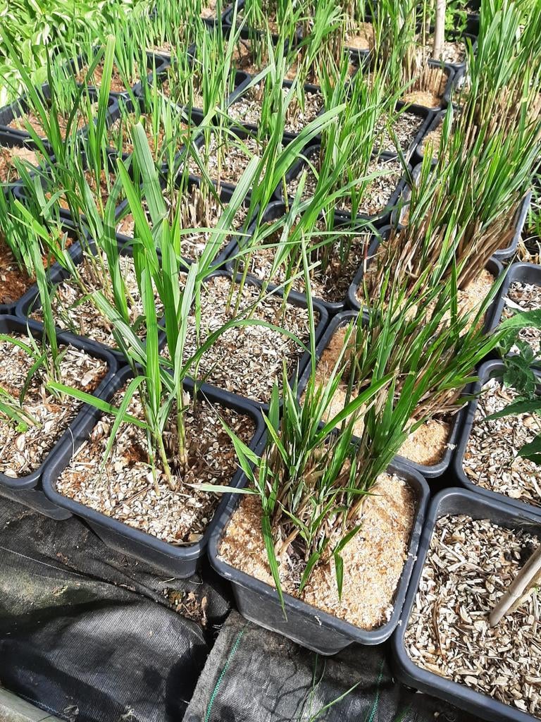 Siergras miscanthus, Tuin en Terras, Planten | Tuinplanten, Ophalen, Siergrassen