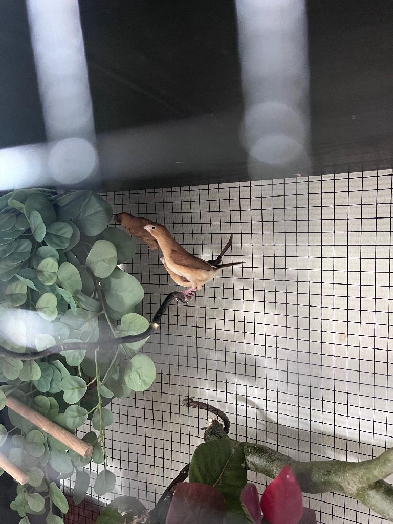 Zilverbekjes, Plusieurs animaux, Oiseau tropical