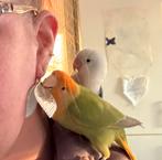 Koppeltje agapornis 2 jaar, Dieren en Toebehoren, Meerdere dieren, Dwergpapegaai of Agapornis, Geringd
