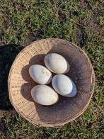 broedeieren witte ganzen, Geslacht onbekend, Gans of Zwaan