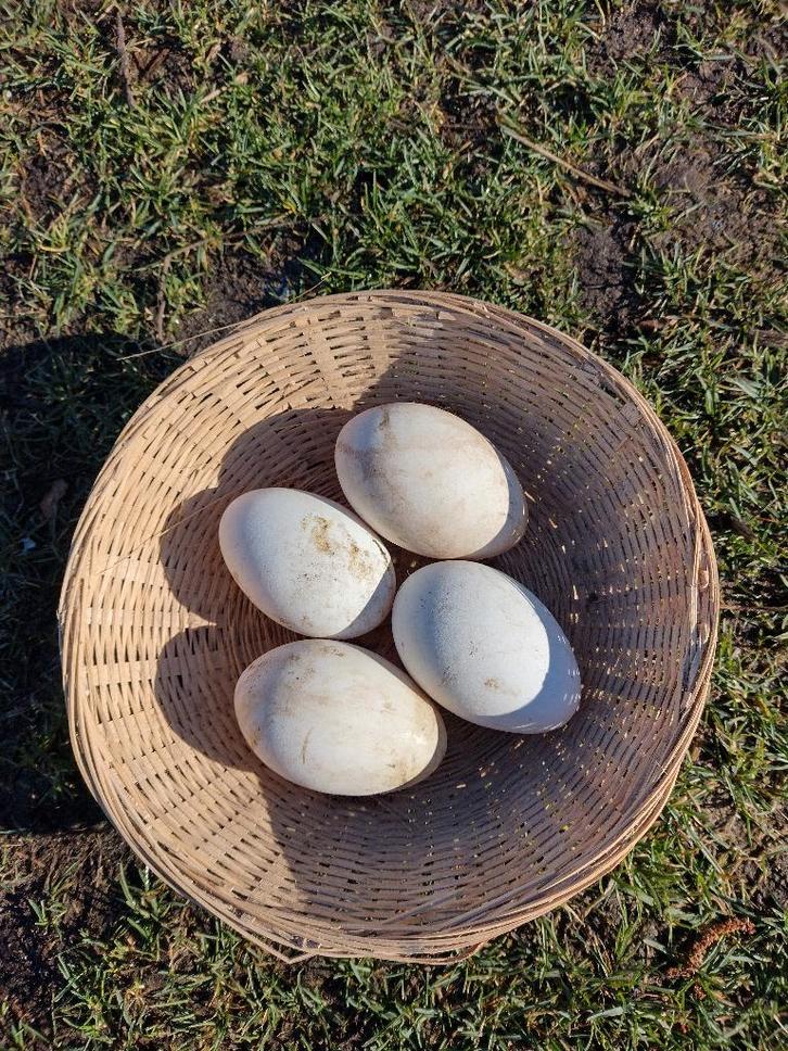 broedeieren witte ganzen, Animaux & Accessoires, Volatiles, Oie ou Cygne, Sexe inconnu