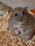 Russische dwerghamster te koop met kooi, Dieren en Toebehoren, Maart, Vrouwelijk, Hamster