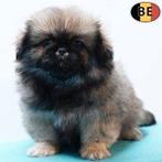 Pekingees reutjes, Belgische pups te koop, Dieren en Toebehoren, Honden | Chihuahua's en Gezelschapshonden, Parvo, België, 8 tot 15 weken