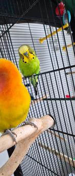 2 tourtereaux et 2 perruches, Animaux & Accessoires, Oiseaux | Perruches & Perroquets, Perruche