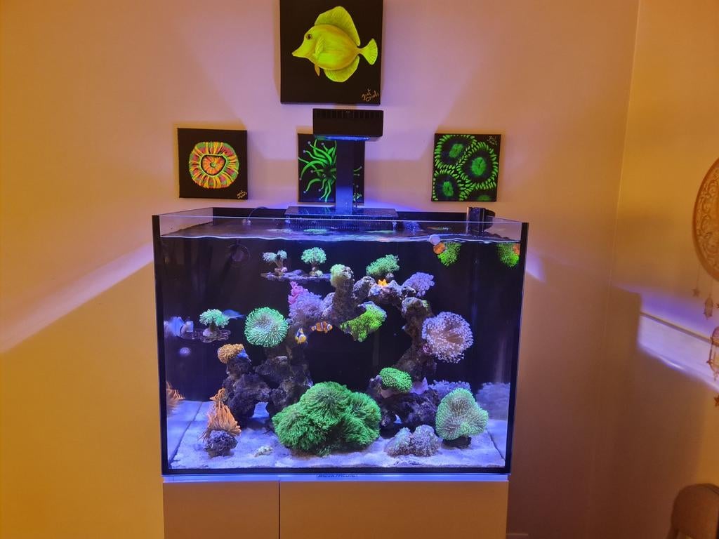 Zeeaquarium compleet, Animaux & Accessoires, Poissons | Aquariums & Accessoires, Enlèvement