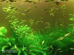 guppys, Animaux & Accessoires, Poisson, Poisson d'eau douce
