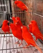 Mooie,verzorgde kanariemans,in prachtige kleuren