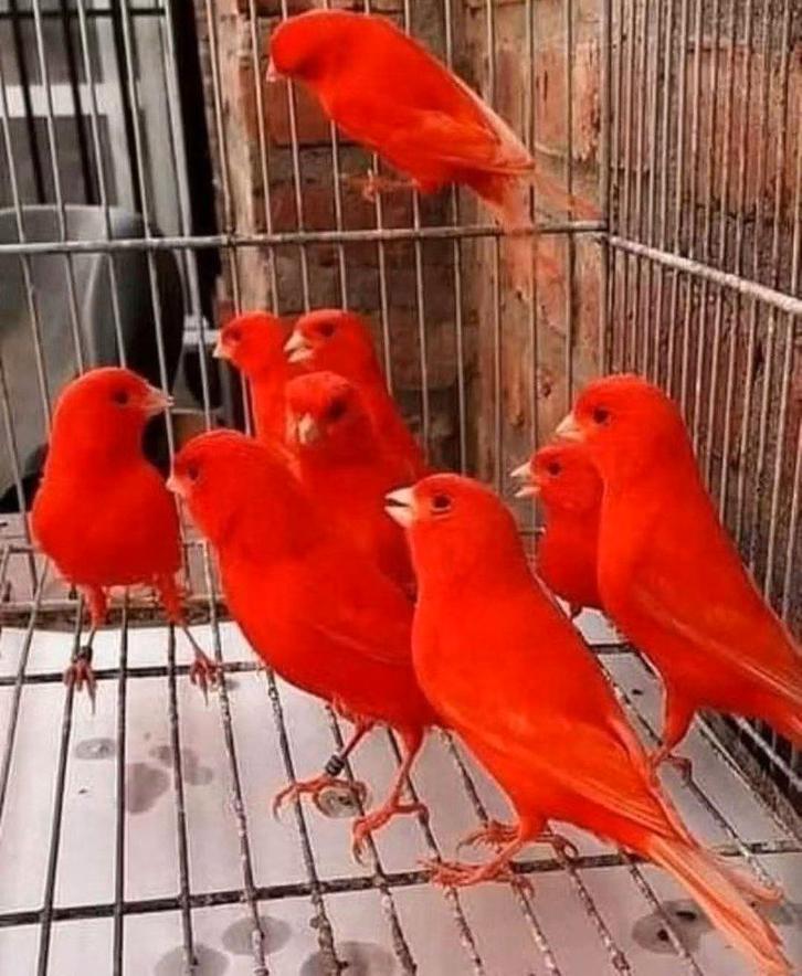 Mooie,verzorgde kanariemans,in prachtige kleuren, Animaux & Accessoires, Oiseaux | Canaris