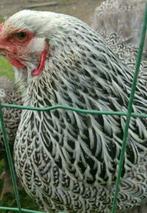 Brahma zilverpatrijs broedeieren gezogd