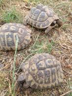 Griekse landschildpadden, Dieren en Toebehoren, Schildpad, 11 jaar of ouder