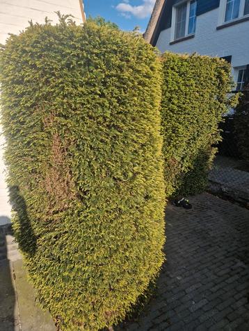 gratis hagen, Tuin en Terras, Ophalen