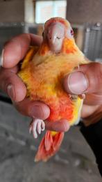 Pyrrhura molinae, Geslacht onbekend, Parkiet, Geringd