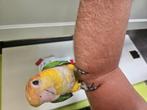 Handtamme roestkopcaique, Dieren en Toebehoren, Vogels | Parkieten en Papegaaien, Geslacht onbekend, Papegaai, Geringd