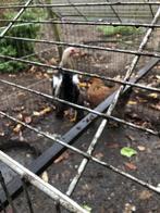 Brahma, Dieren en Toebehoren, Pluimvee, Vrouwelijk, Kip