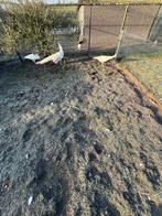 Trio witte pauwen, Dieren en Toebehoren