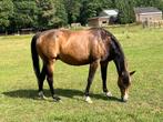 Quarter Horse: bruine ruin 2022, Animaux & Accessoires, Ne s'applique pas, Cheval western, Plusieurs animaux