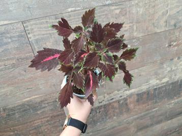 Coleus nr 64 beschikbaar voor biedingen