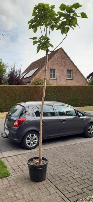 bolcatalpa-hoogstam-12/14 beschikbaar voor biedingen