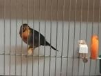 Japanse nachtegaal  man , geringd, Dieren en Toebehoren, Vogels | Overige Vogels, Mannelijk, Tropenvogel, Geringd