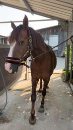 D-pony te koop, Dieren en Toebehoren, Merrie, Springpaard, Minder dan 160 cm, Zadelmak