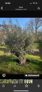 Olijf bomen  2 stuks 1.20 dik vijgen bomen 2 stuks, Ophalen of Verzenden, Palmboom