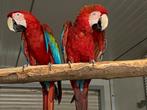 ️❤️ Très beau couple reproducteur d'ara chloroptères, Plusieurs animaux, Perroquet, Bagué