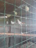 Witte duiven, Dieren en Toebehoren