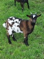 5 bokjes te koop, Animaux & Accessoires, Moutons, Chèvres & Cochons, Mâle, Chèvre, 0 à 2 ans