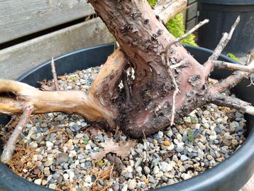 Pré bonsai juniper, Enlèvement
