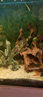 Aquarium, Dieren en Toebehoren, Vis, Zoetwatervis