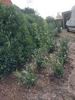 Prunus laurocerasus Causica, Enlèvement