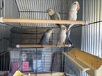 Jonge agaporniden Roseicolli, Dieren en Toebehoren, Vogels | Overige Vogels, Geslacht onbekend, Tropenvogel