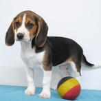 Beagle - chiots Belges à vendre, Animaux & Accessoires, Chiens | Beagles, Bassets & Chiens courants, Commerçant, Beagle, 8 à 15 semaines