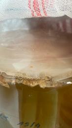 Scoby’s voor kombucha, Diversen, Levensmiddelen, Ophalen