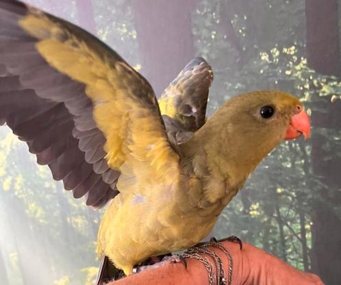 Parkieten, Dieren en Toebehoren, Vogels | Parkieten en Papegaaien, Dwergpapegaai of Agapornis, Meerdere dieren, Geringd