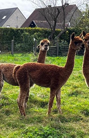 Rheia: lieve alpaca merrie met showkwaliteit beschikbaar voor biedingen