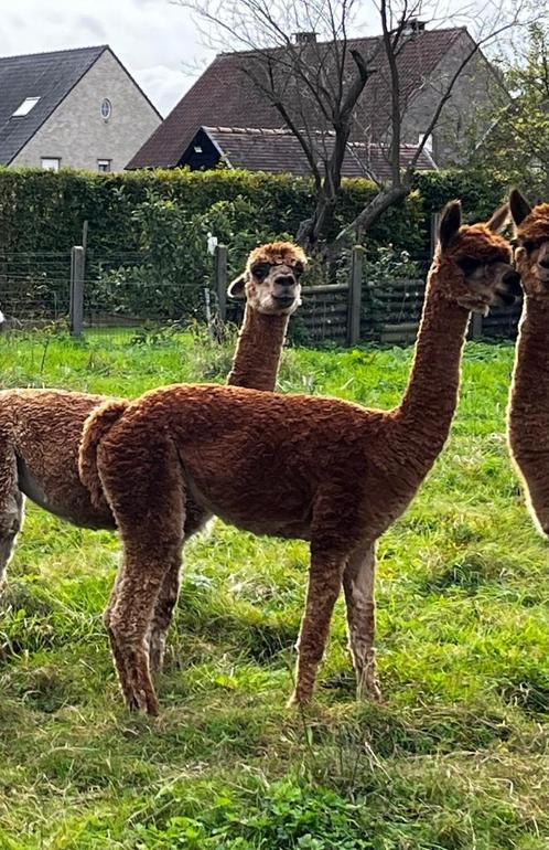 Rheia: lieve alpaca merrie met showkwaliteit, Dieren en Toebehoren, Schapen, Geiten en Varkens, Vrouwelijk, 0 tot 2 jaar
