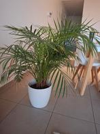 Plant met pot, Jardin & Terrasse, Plantes | Jardin, Enlèvement, Plante fixe, Fougères