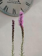planten, Tuin en Terras, Vaste plant, Halfschaduw, Zomer, Ophalen