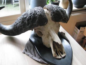 Gigantische schedel Kaapse Buffel