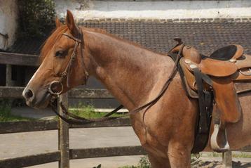 Super brave Quarter beschikbaar voor biedingen