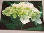 Cadre hortensia, Comme neuf, 75 à 100 cm, 50 à 75 cm, Imprimé