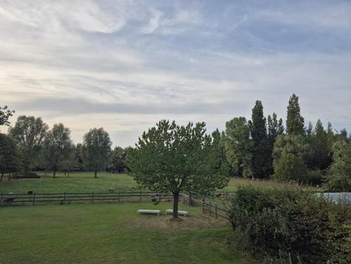 (Paarden)weide te huur - Zevergem -De Pinte, Dieren en Toebehoren, Stalling en Weidegang, Stalling, Weidegang, 2 of 3 paarden of pony's