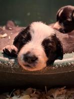 Prachtige border collie pups met stamboom fci, Dieren en Toebehoren, Honden | Herdershonden en Veedrijvers, België, Fokker | Hobbymatig