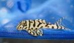 HYPANCISTRUS L236 SW, Dieren en Toebehoren, Vissen | Aquariumvissen, Vis, Zoetwatervis