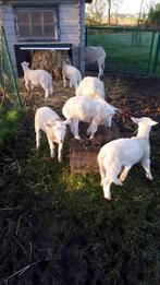 Schaap lammeren, Dieren en Toebehoren, Schapen, Geiten en Varkens, Mannelijk, Schaap, 0 tot 2 jaar