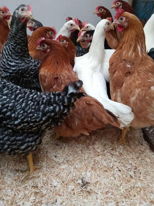 traditionele kippen + sierkippen vanaf 10 euro, Dieren en Toebehoren, Pluimvee, Kip, Vrouwelijk