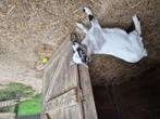 geiten, Dieren en Toebehoren, Mei, Mannelijk
