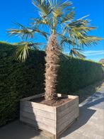 Palm winterhard, Vaste plant, Ophalen
