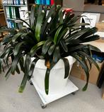 Grote kamerplant met pot (Clivia), Huis en Inrichting, Kamerplanten, Ophalen, 200 cm of meer, Overige soorten, Halfschaduw